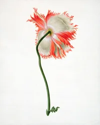Field Poppy, Seen from Behind